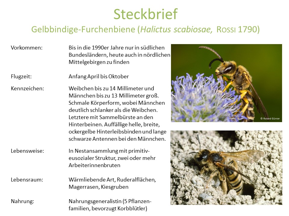 Wildbienenarten Deutschland summt!